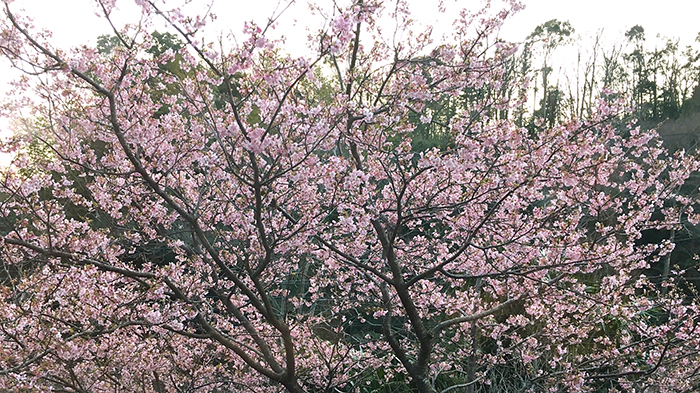河津桜はもう葉っぱが...春はもうそこ！