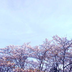 静岡の桜はまだ見頃です。