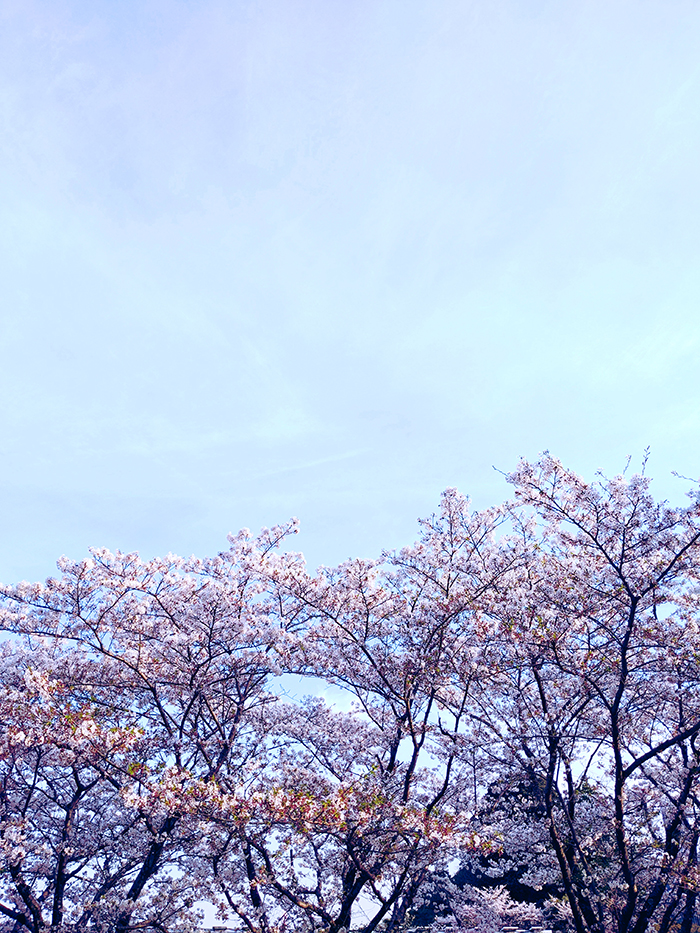 静岡の桜はまだ見頃です。