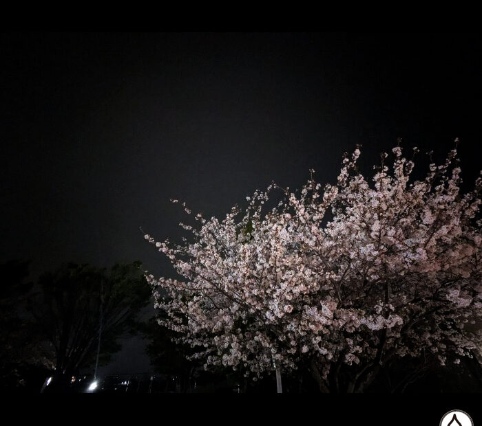 夜桜